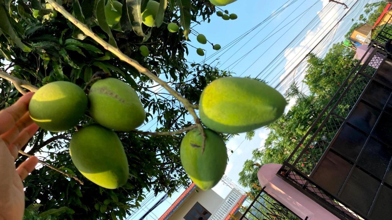 Sauraha Gaida House