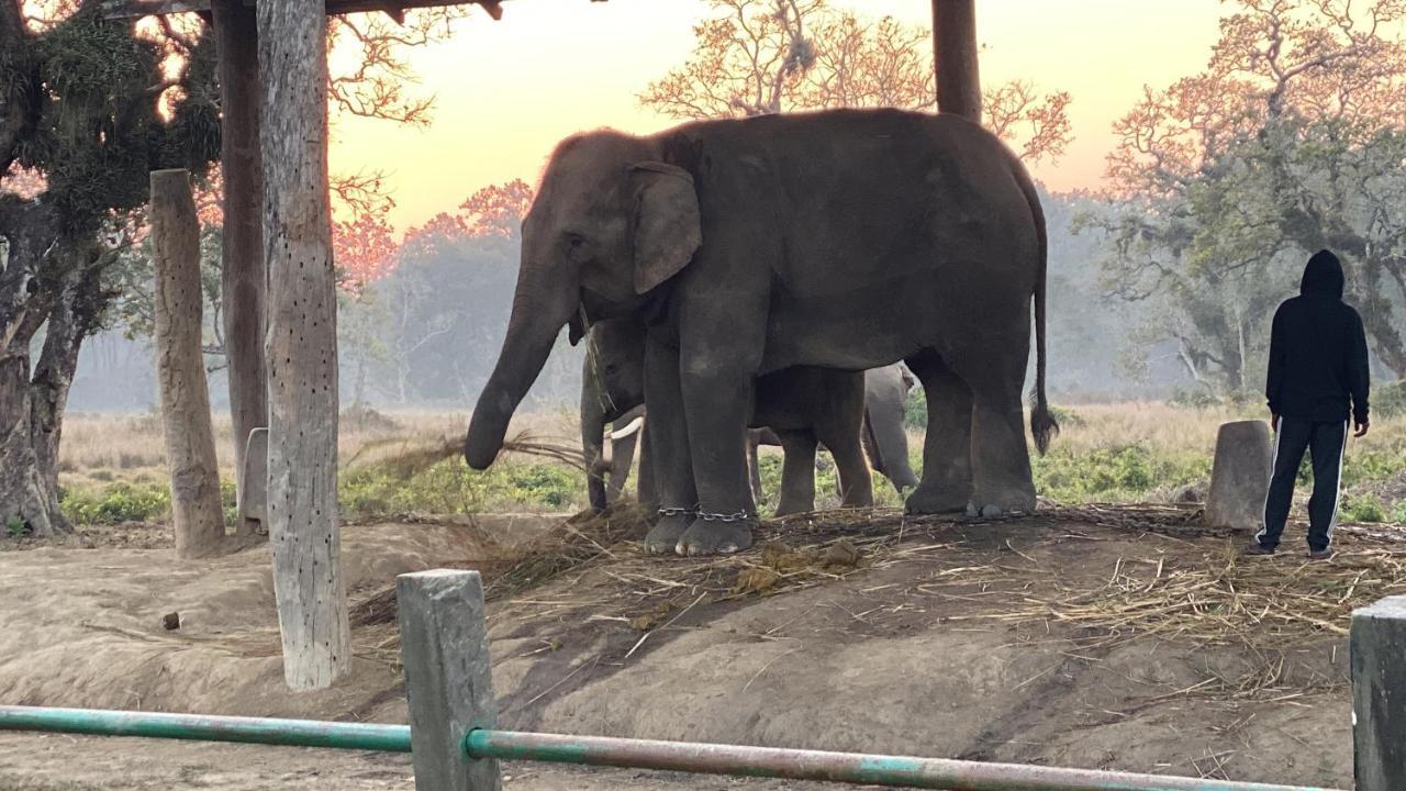 Sauraha Gaida House * Chitwan