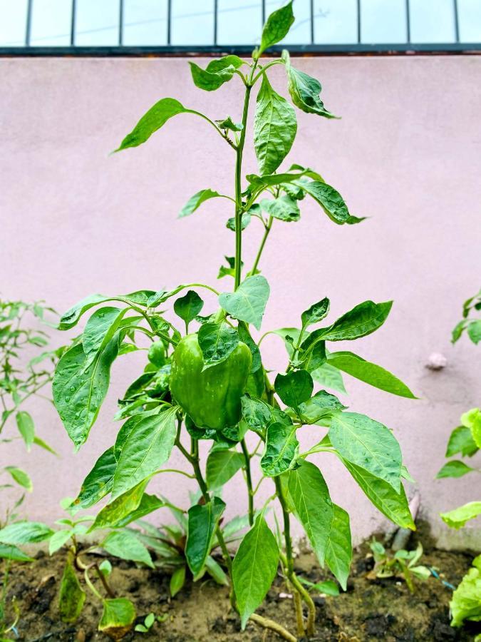 Apartment Sauraha Gaida House